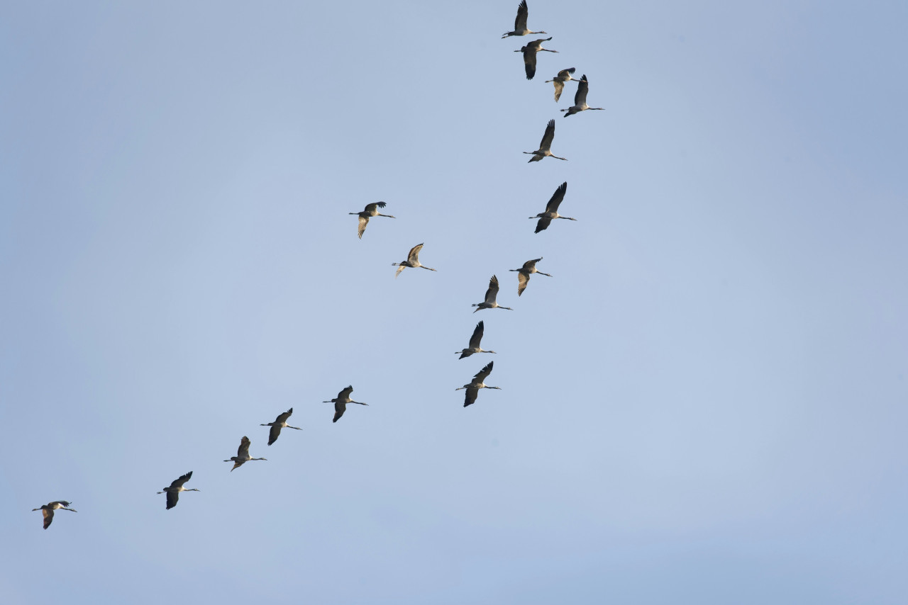 Aves migratorias. Foto: Unsplash