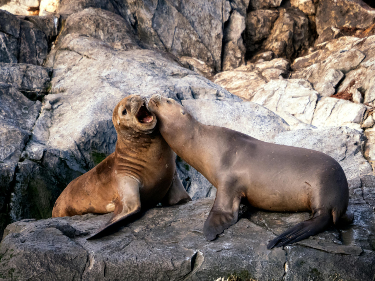 Focas. Foto: Pexels.