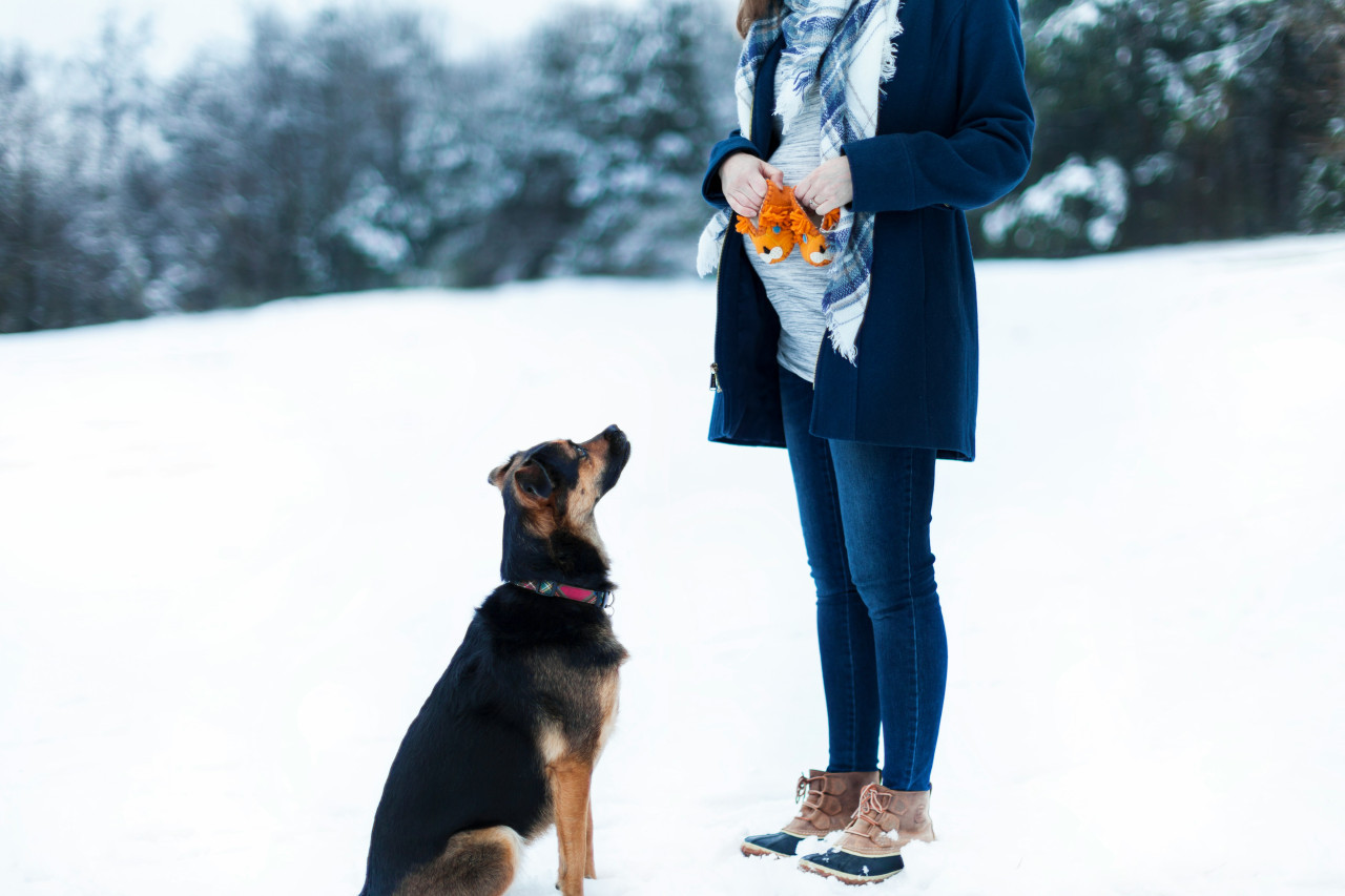 Los perros detectan los embarazos antes que nadie. Foto: Unsplash.