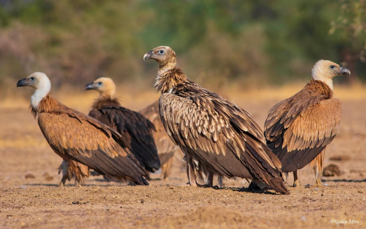 Buitres en India. Foto: EFE.