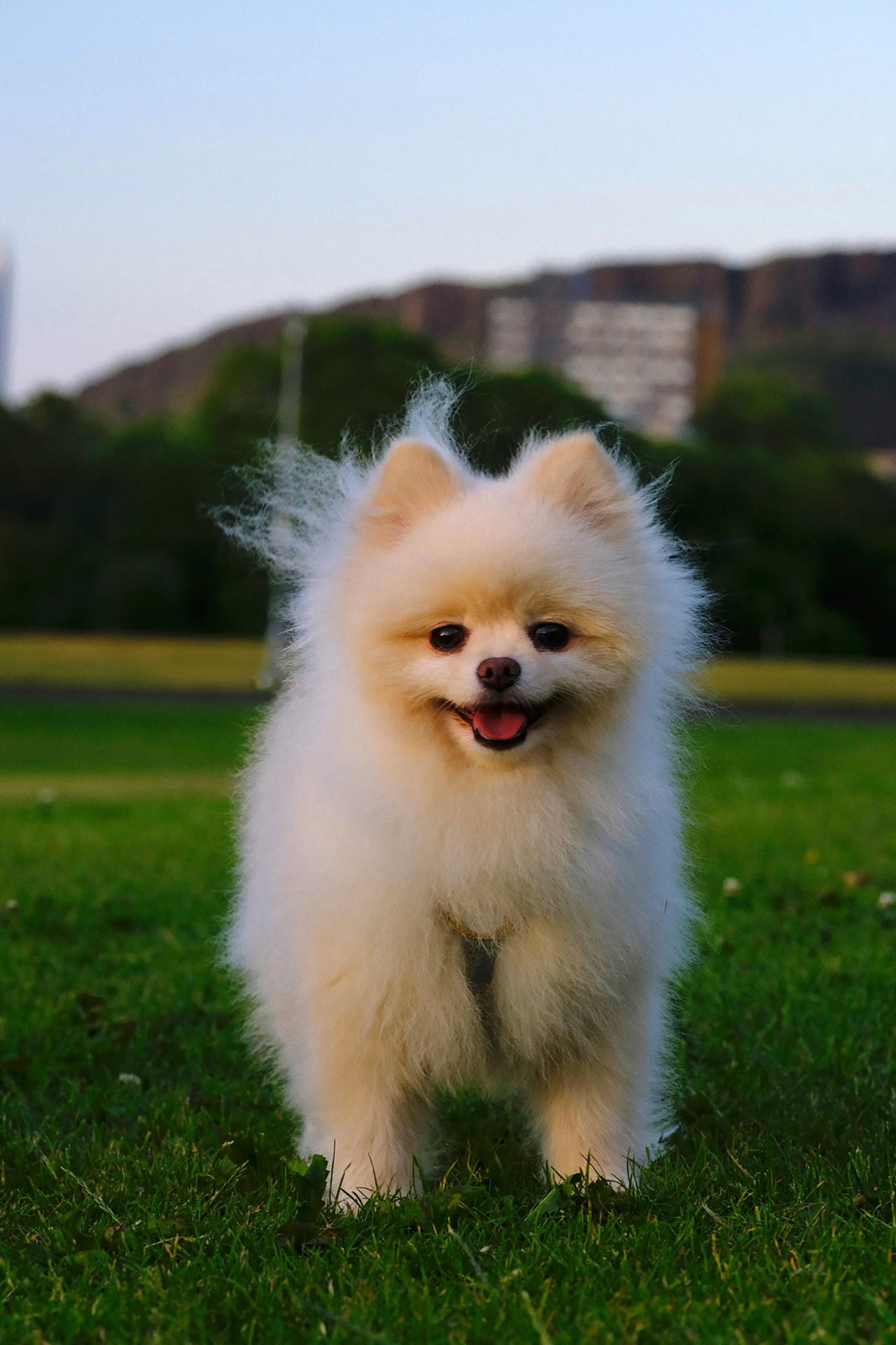 Perro pomerania. Fuente: Pexels