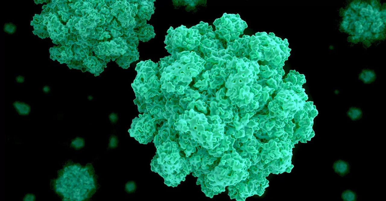 Norovirus. Foto: controllab.