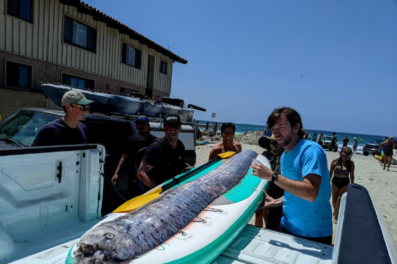 Encontraron un ejemplar del "pez del fin del mundo". Foto: Michael Wang