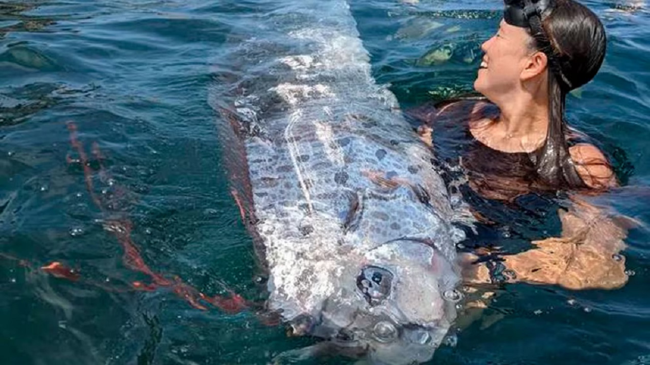 Encontraron un ejemplar del "pez del fin del mundo". Foto: Michael Wang