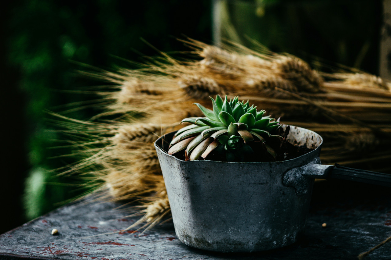 Plantas, ideal para decorar el hogar. Foto: Unsplash