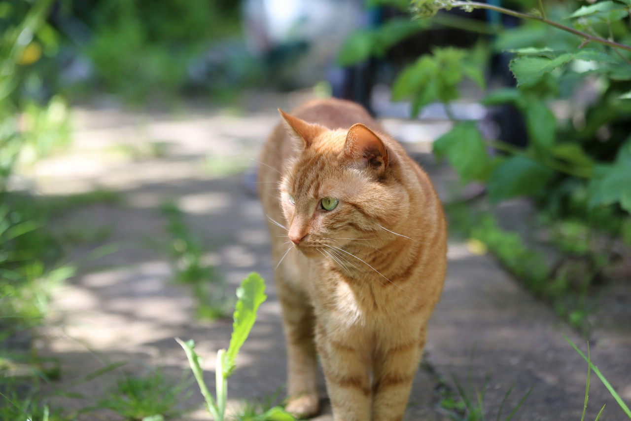 Gato. Foto: Unsplash