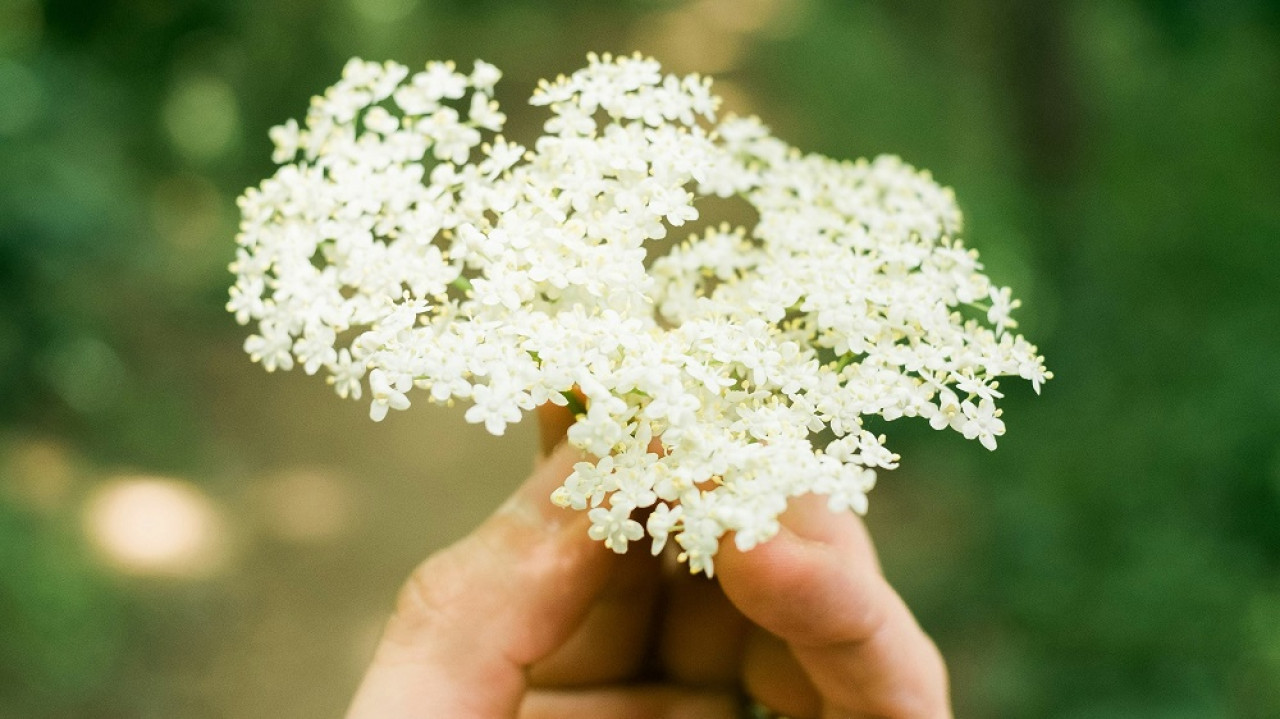 Flor de sauco. Foto: Unsplash.