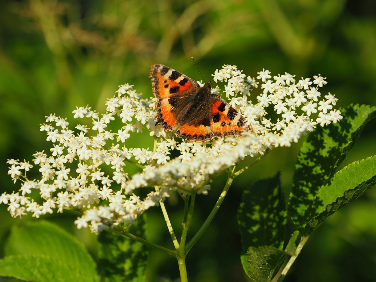 Flor de sauco. Foto: Unsplash.