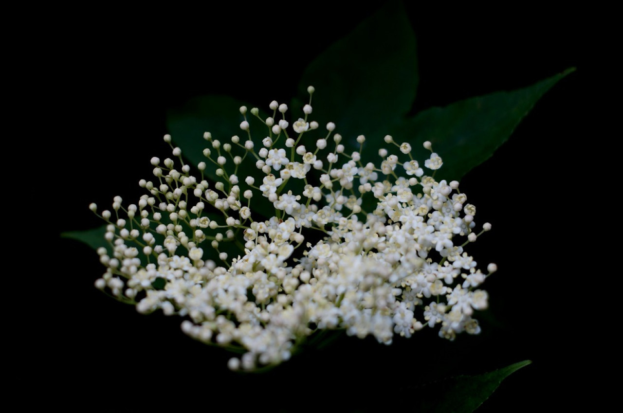 Flor de sauco. Foto: Unsplash.