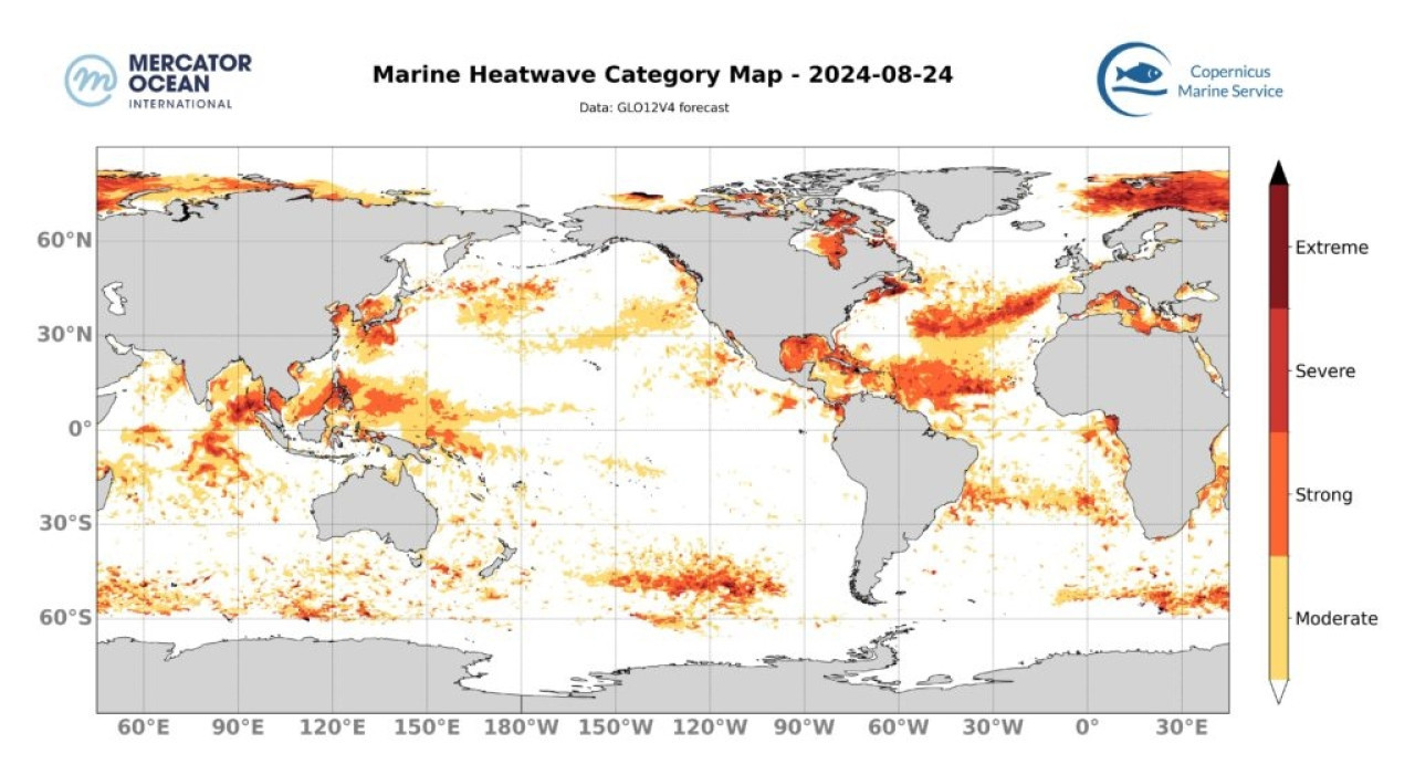 Mapa de categorías de olas de calor marinas previstas para el 24 de agosto de 2024 para el océano mundial en su conjunto. Análisis GLO12. Fuente: Mercator Ocean International