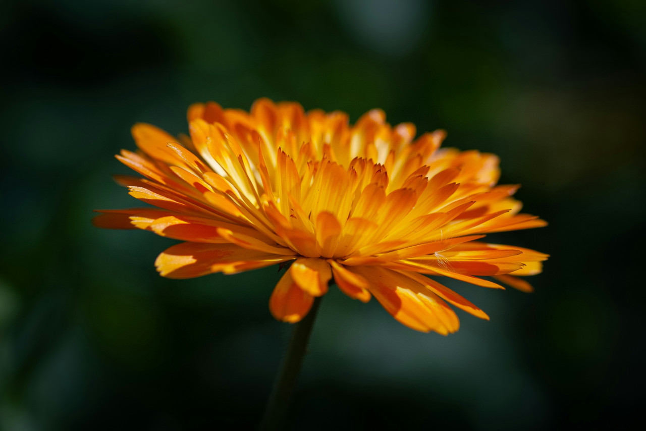 Caléndula. Foto: Unsplash.