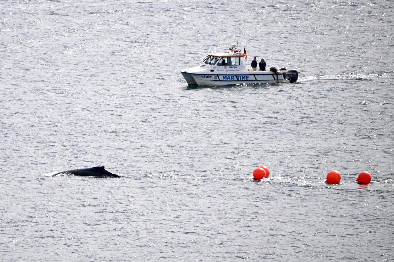 Liberan a una ballena que se quedó atrapada en redes de pesca en la bahía de Sídney. Foto: EFE.