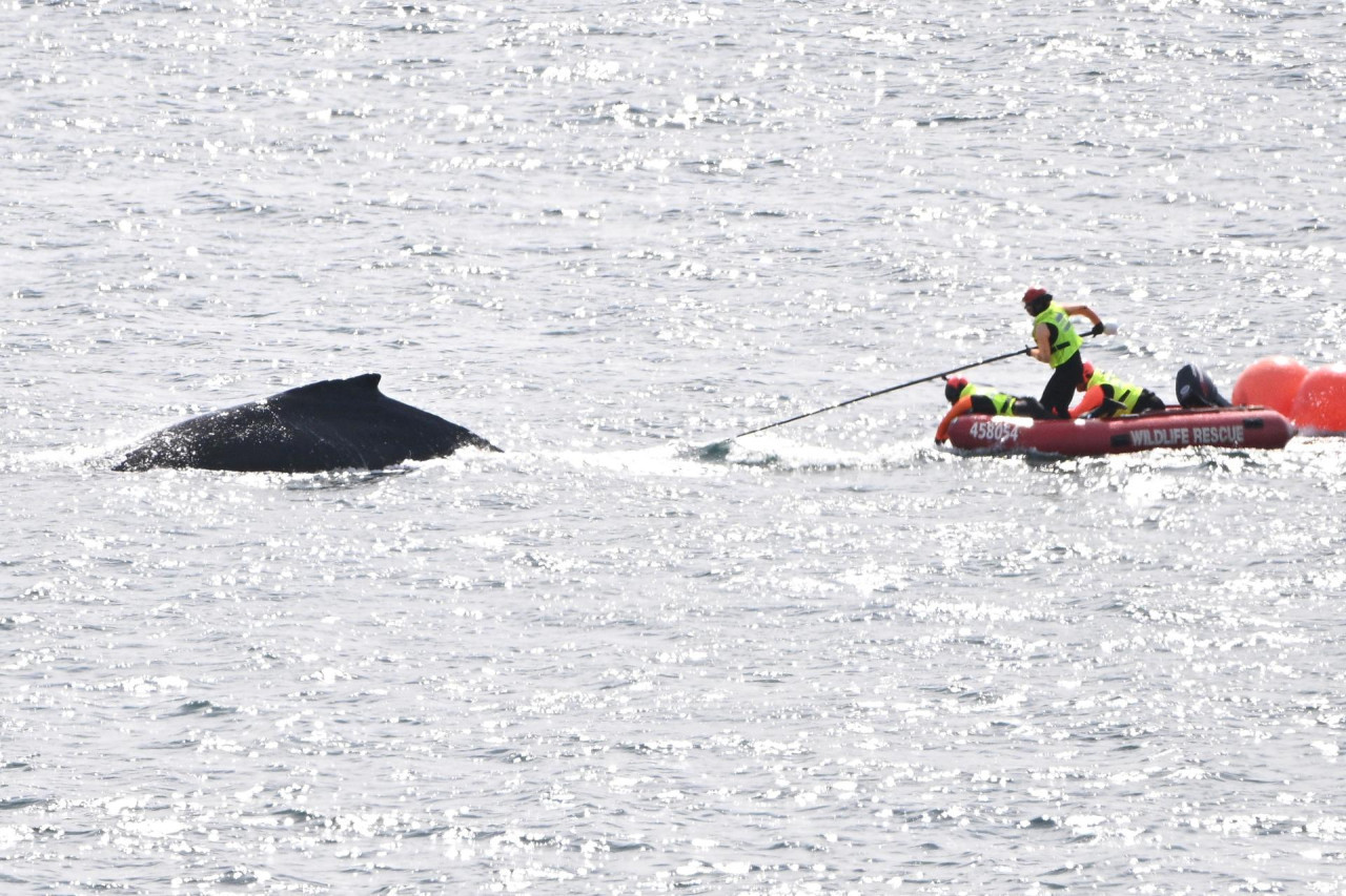 Liberan a una ballena que se quedó atrapada en redes de pesca en la bahía de Sídney. Foto: EFE.