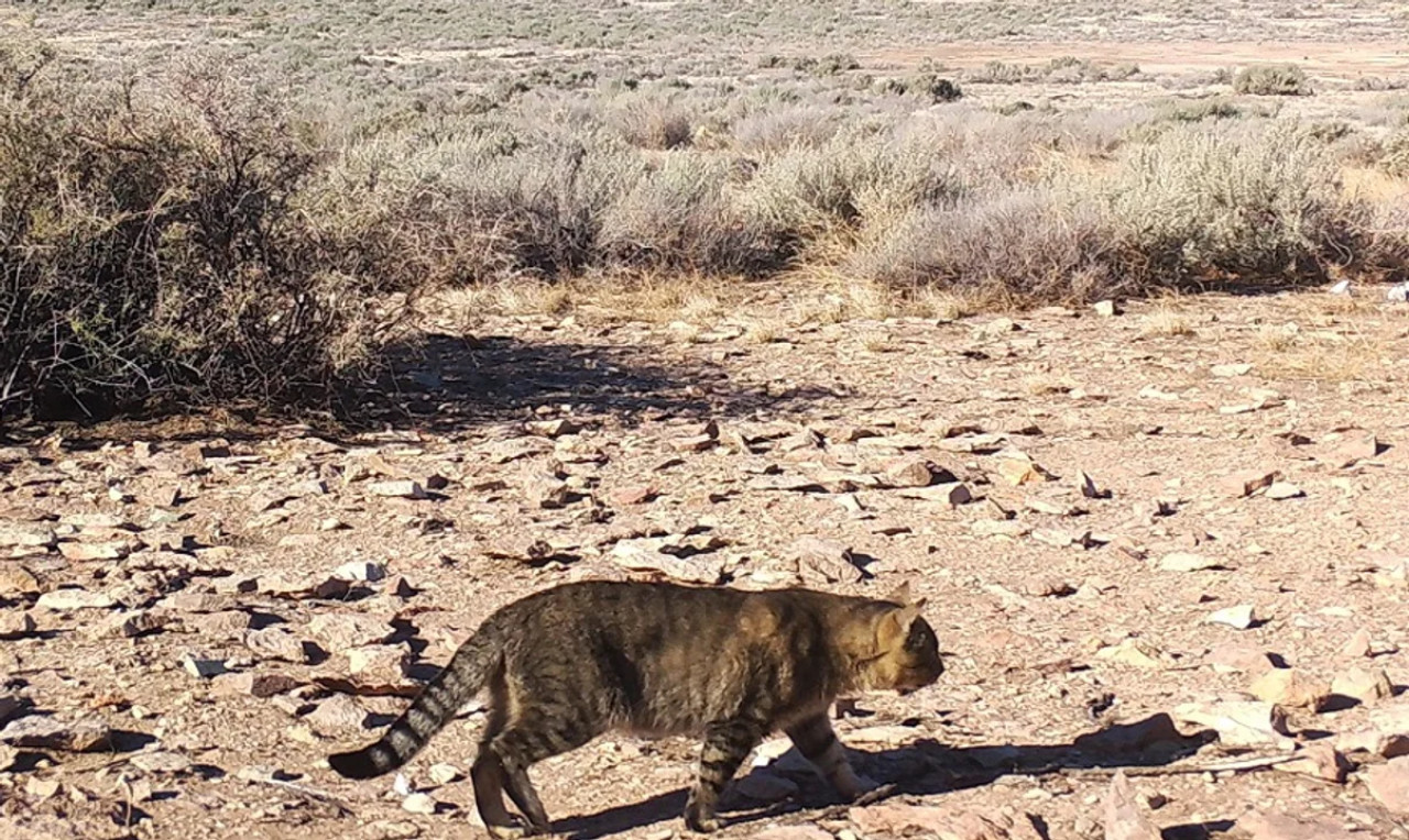 Gatos domésticos que viven aislados en una isla en Chubut. Foto: CONICET.