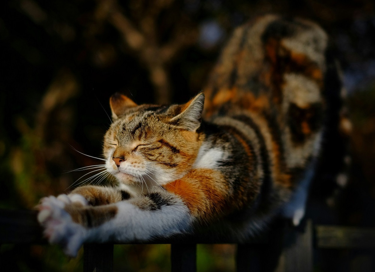 Gato, mascotas. Foto: Unsplash.