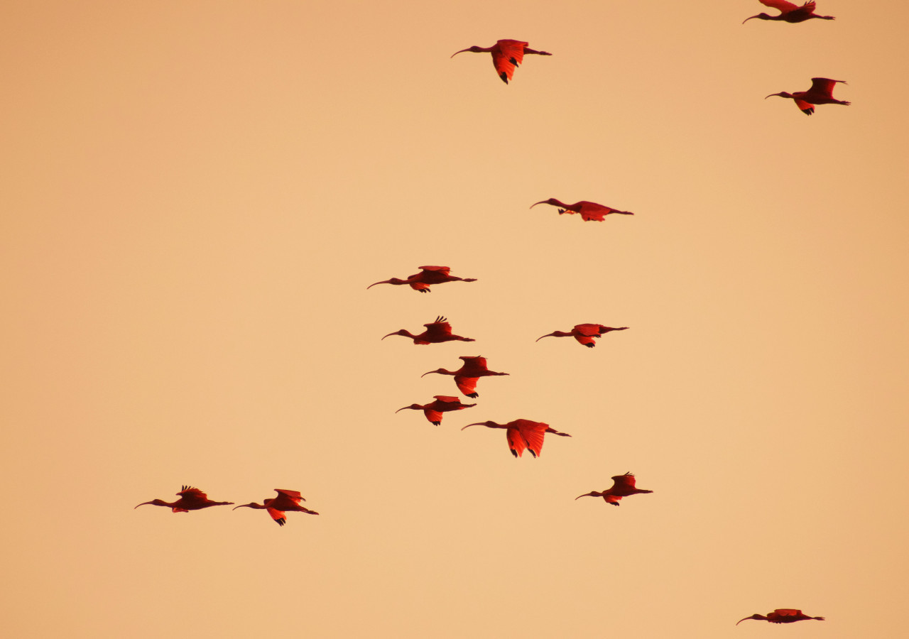 Ibis eremita; ave. Foto: Unsplash