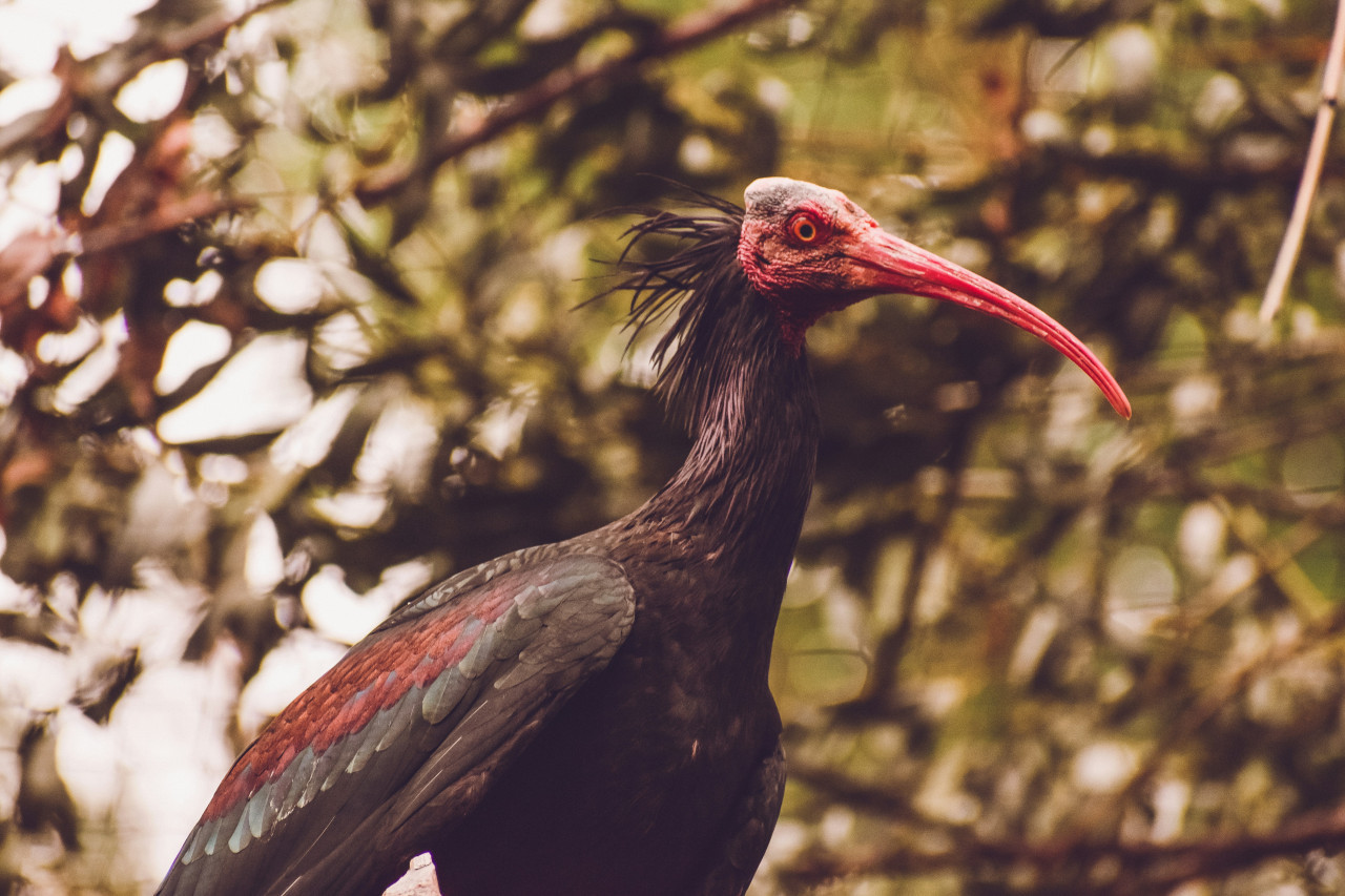 Ibis eremita; ave. Foto: Unsplash