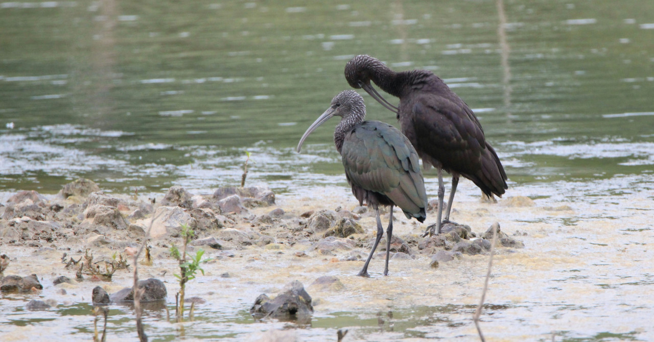 Ibis eremita; ave. Foto: Unsplash