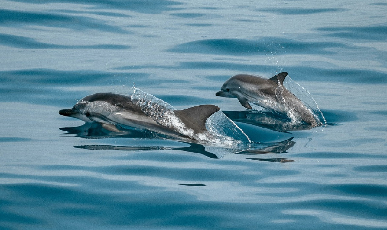 Delfines. Foto: Unsplash.