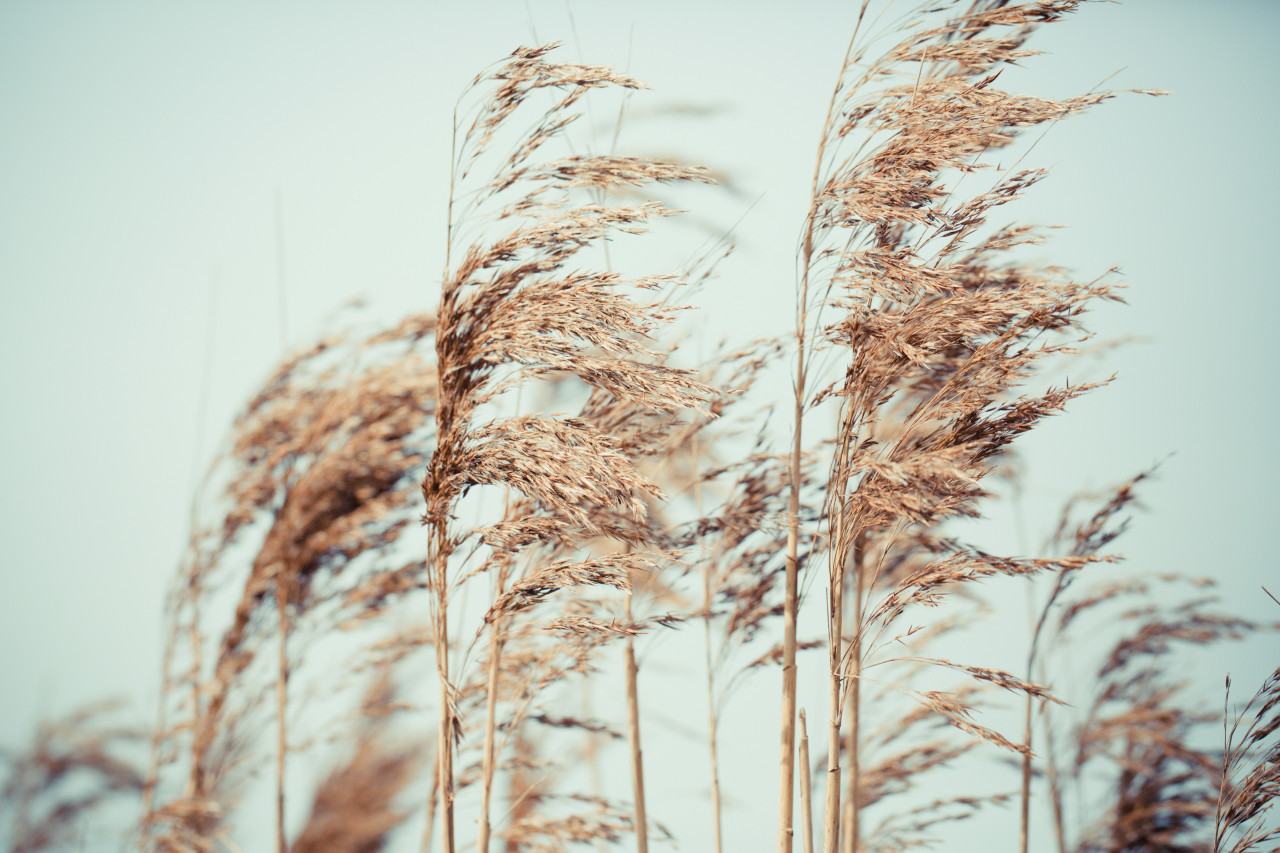 Viento. Foto: Unsplash.