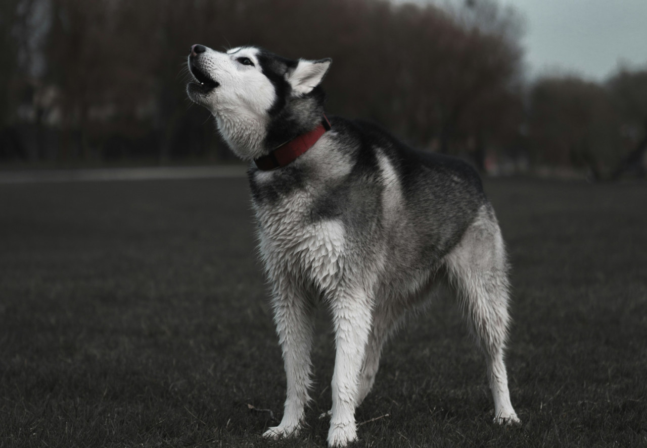 Perro, aullido. Foto: Unsplash.