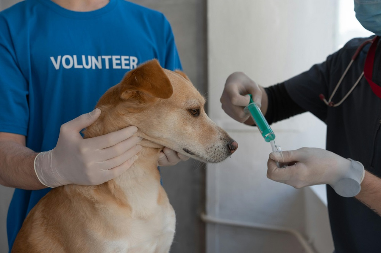 Veterinarios, mascotas. Foto: Pexels.