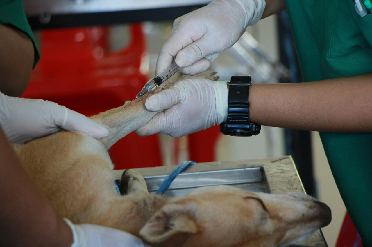 Veterinarios, mascotas. Foto: Pexels.