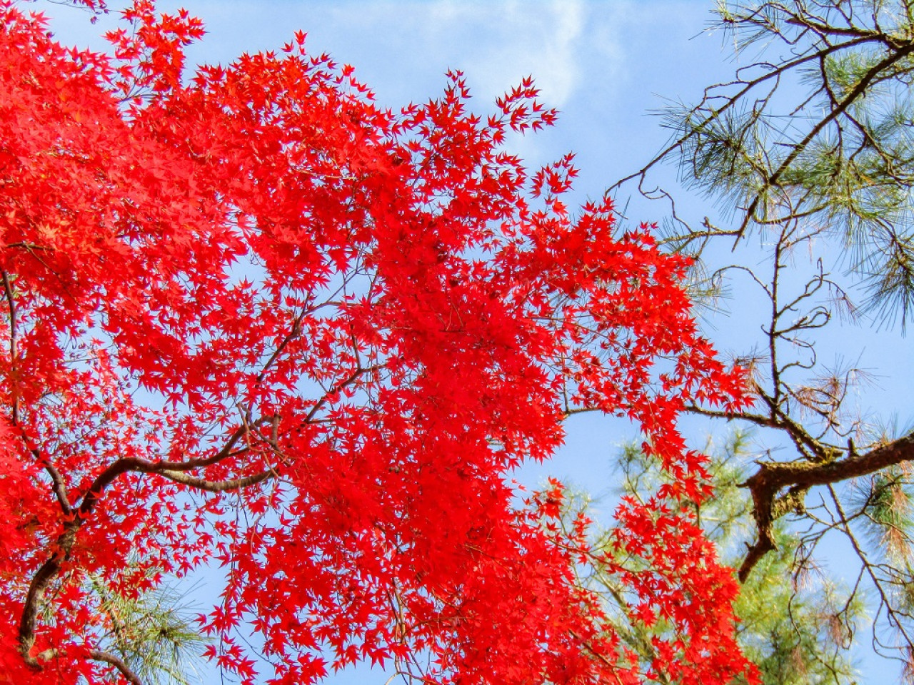 Árbol Arce Japonés (Acer palmatum). Foto: Unsplash.