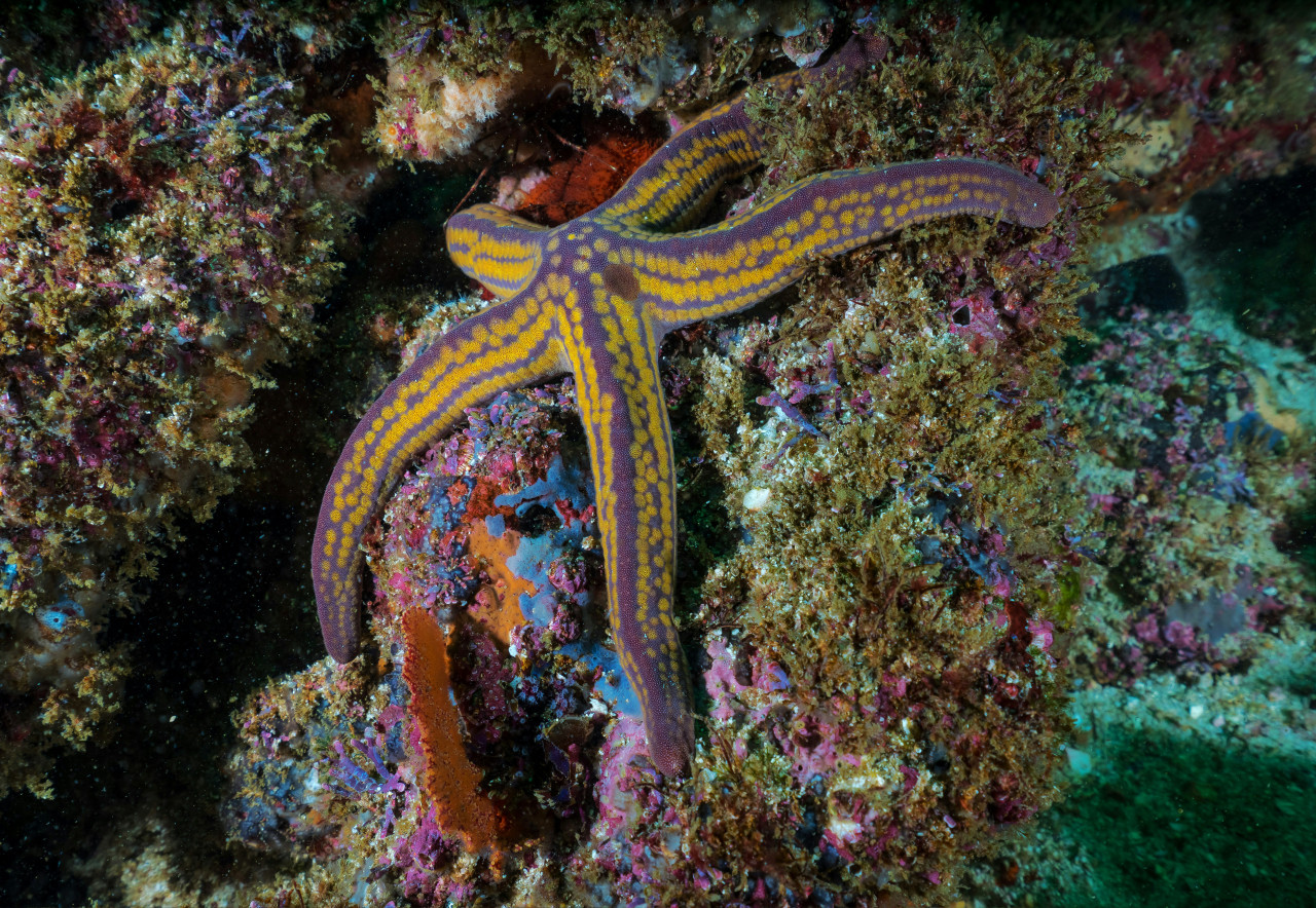 Estrella de mar. Foto: Unsplash