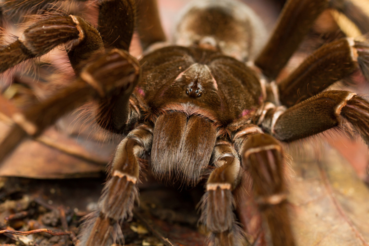 La tarántula gigante que ingresó al récord Guinness puede medir 30 centimetros. Foto: ArgentíNat.