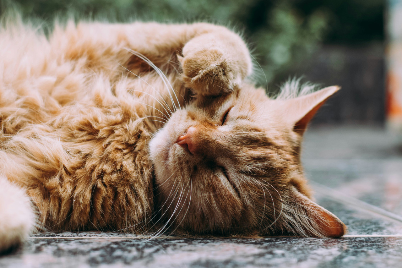 El mito derribado sobre los gatos. Foto: Unsplash