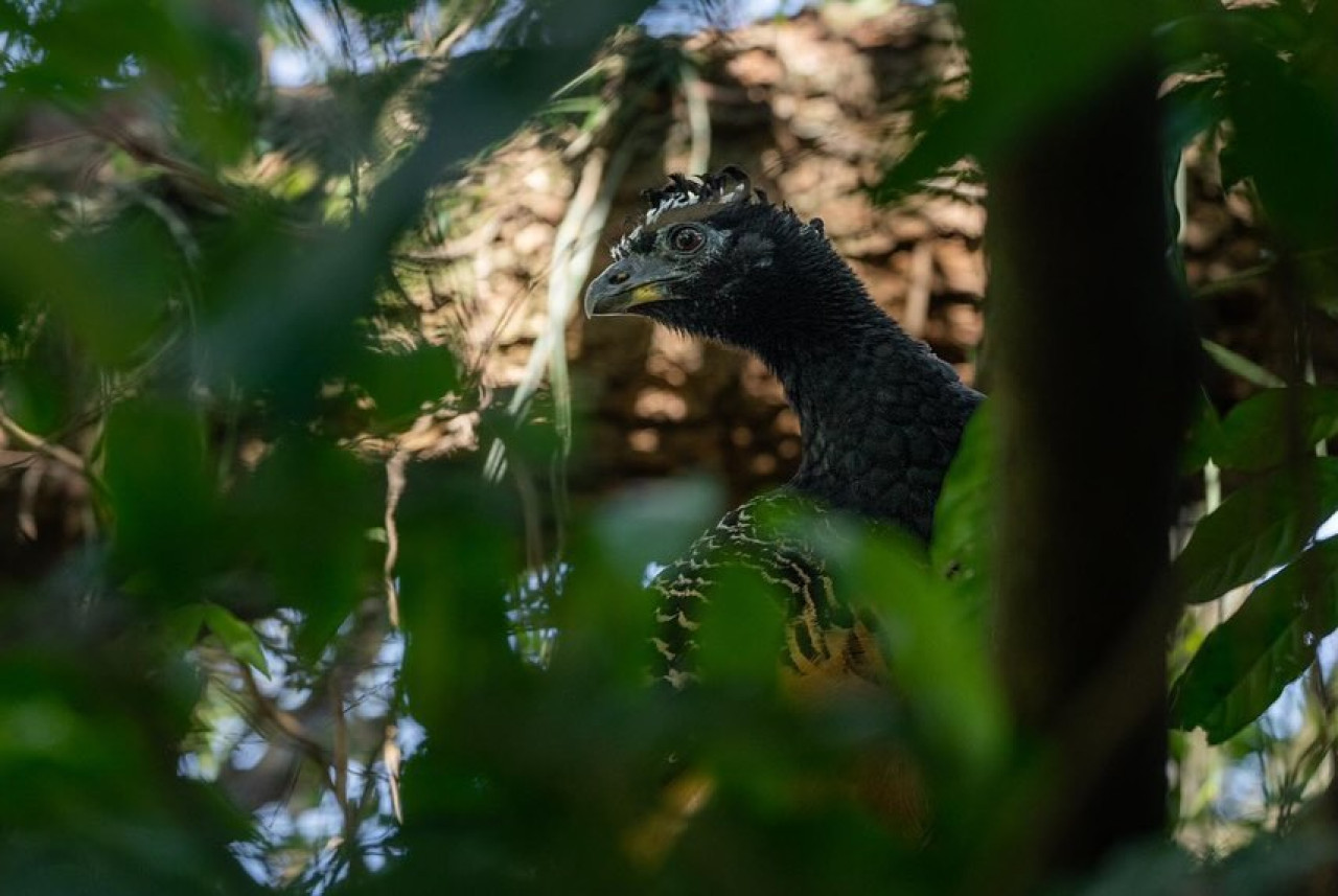 Muitús. Foto: Instagram/parqueiberacorrientes