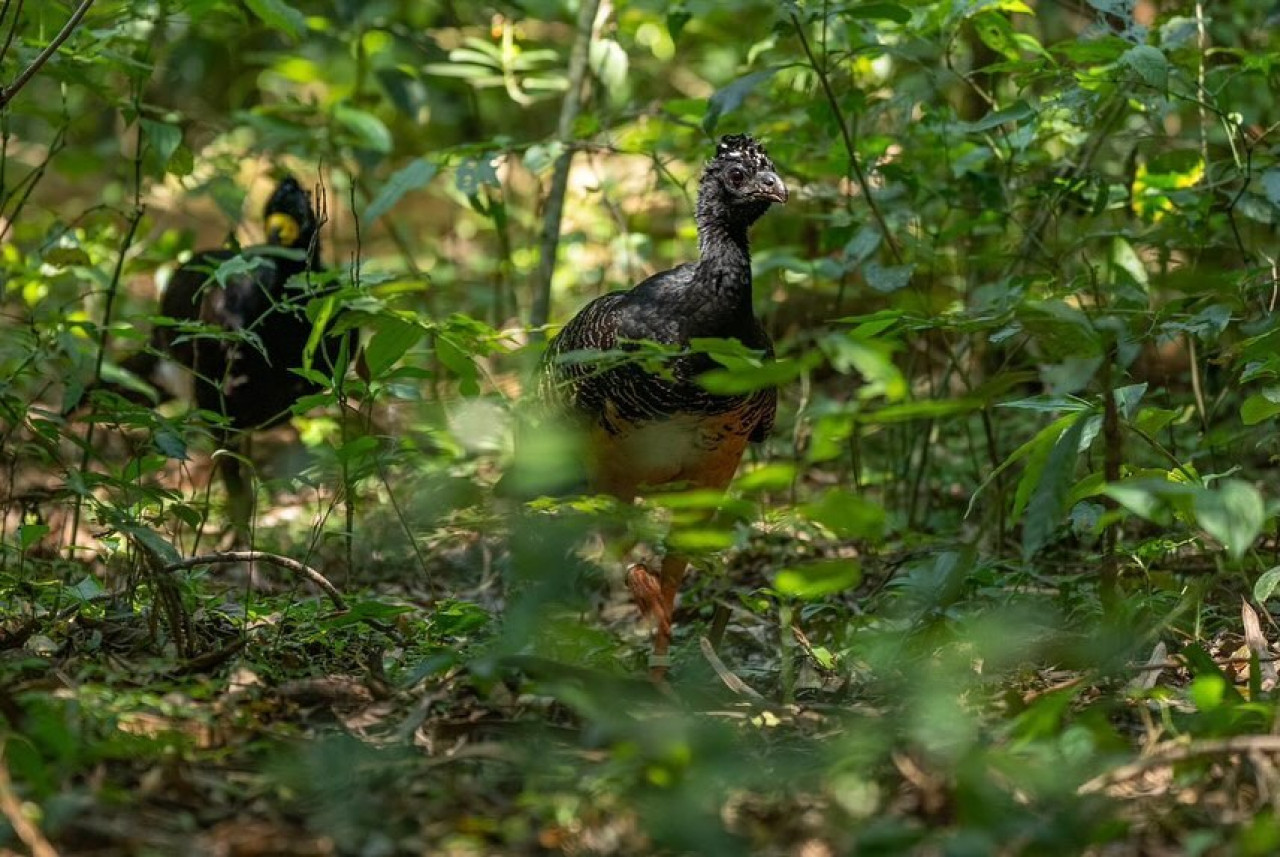 Muitús. Foto: Instagram/parqueiberacorrientes