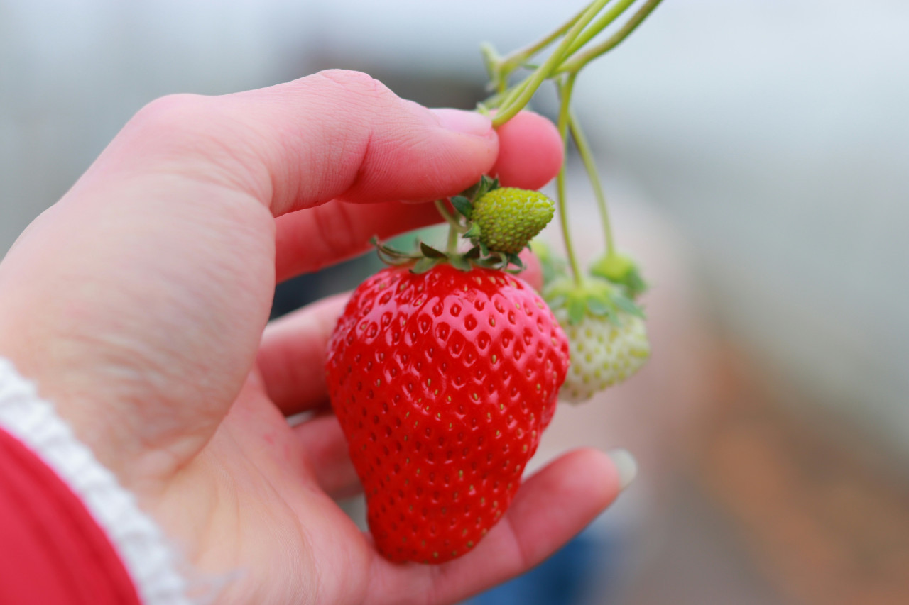 Frutilla. Foto: Unsplash