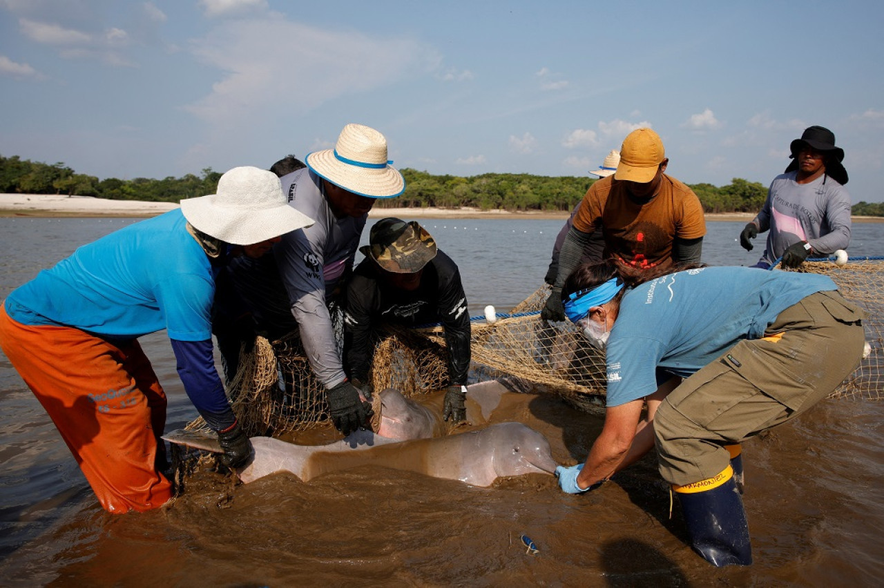 Extraen delfín raro de lago Amazonas para estudiar efectos del cambio climático. Foto: Reuters.