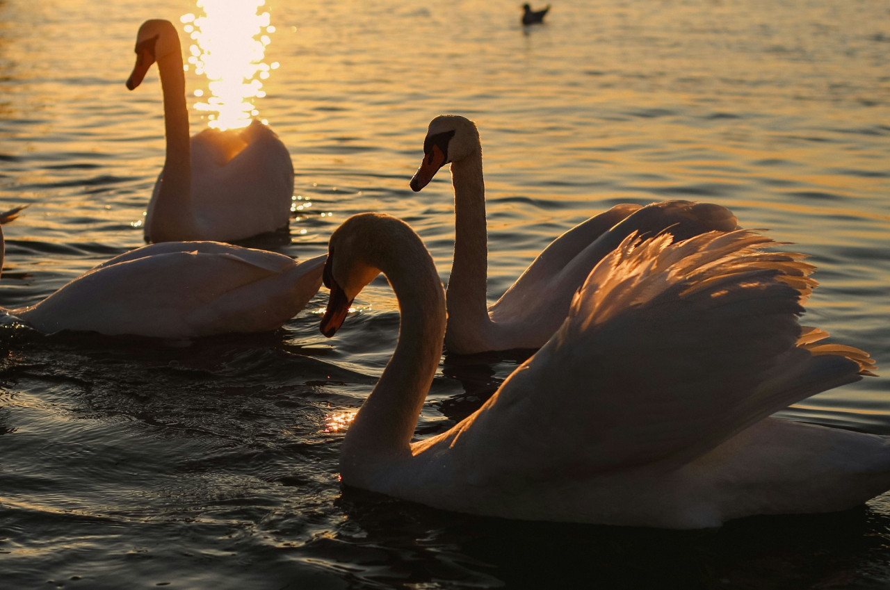 Cisnes. Foto Unsplash.