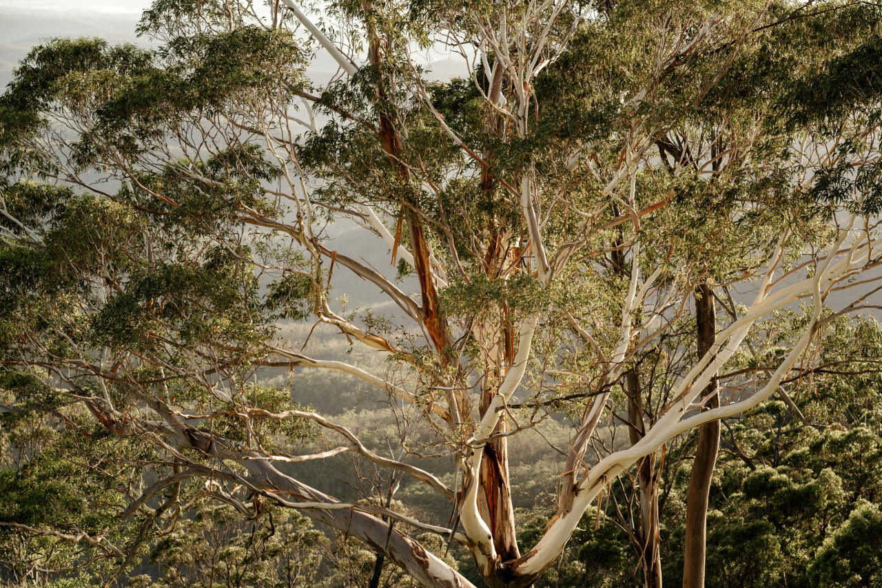 Eucalipto; árbol. Foto: Unsplash