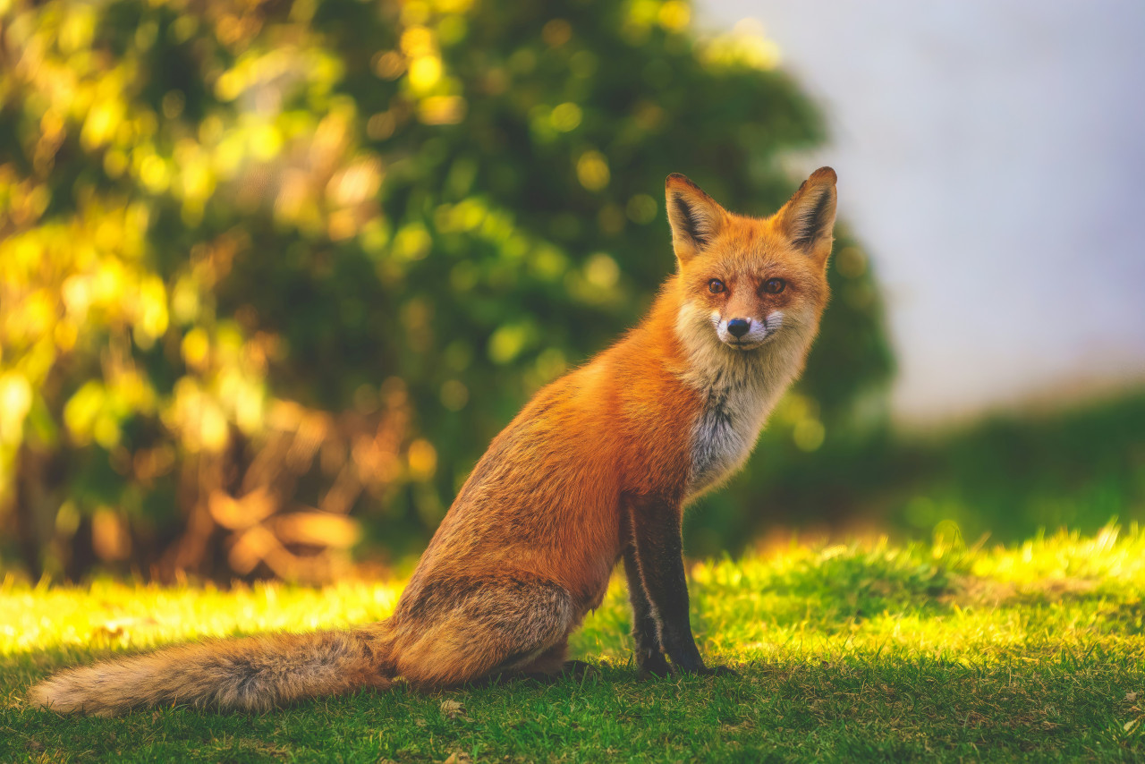 El zorro rojo es criado para el uso de su piel. Foto: Unsplash.