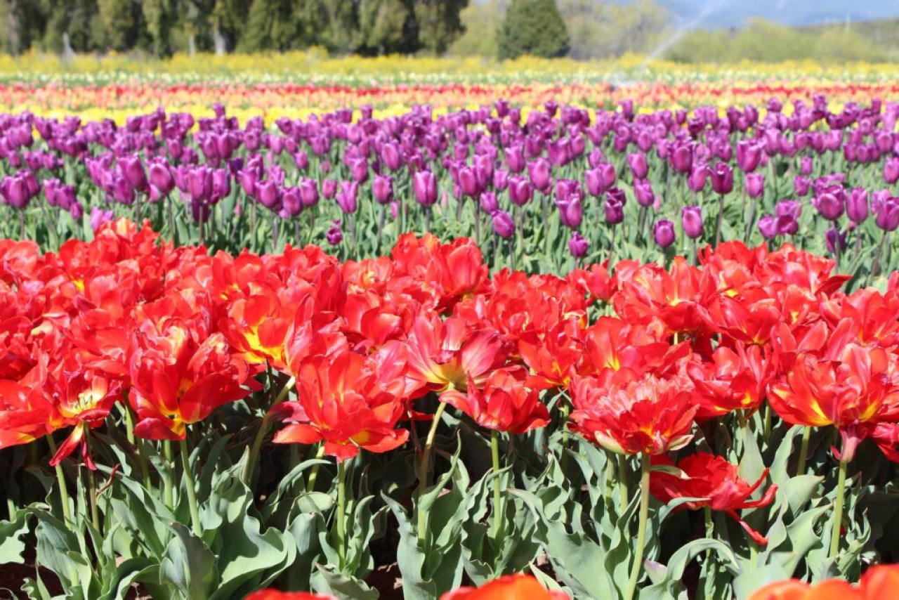 Campo de Tulipanes, Trevelin, Chubut. Foto: Turismo Trevelin.