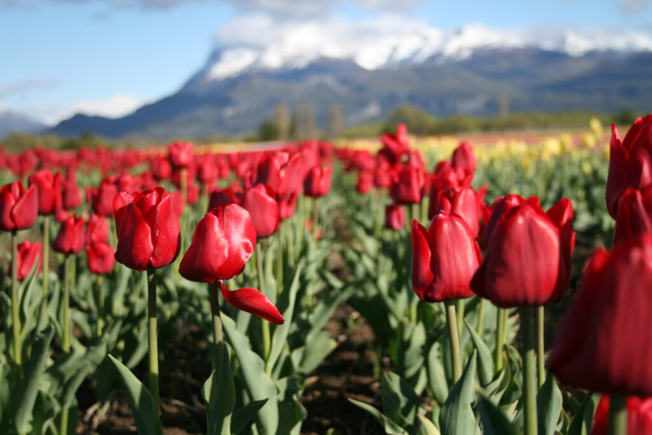 Campo de Tulipanes, Trevelin, Chubut. Foto: Turismo Trevelin.