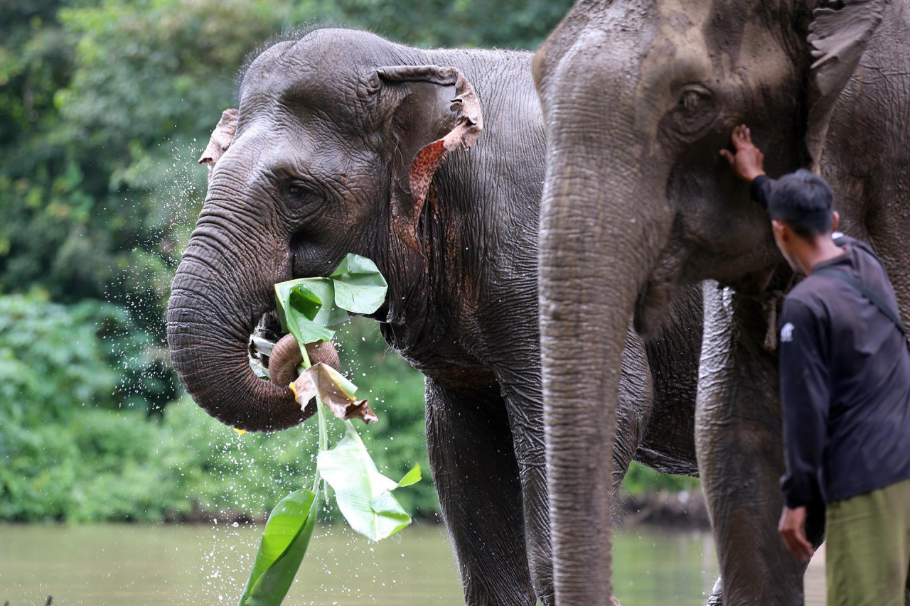 Dos elefantes domesticados caminan en libertad como una forma de ecoturismo en Vietnam que busca cambiar los abusos a animales en el sector del turismo. Foto: EFE