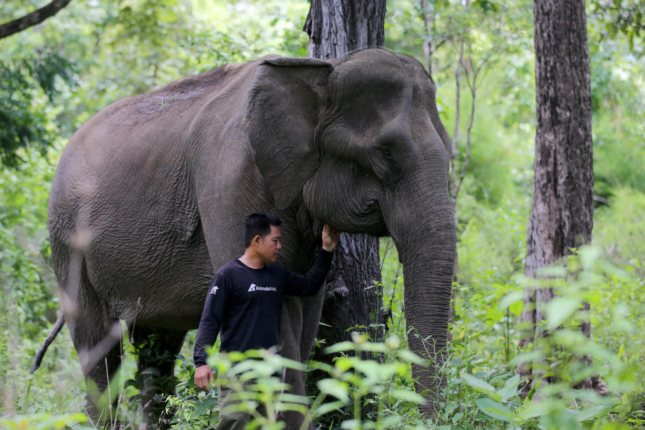 Elefantes en libertad, un proyecto para acabar con el abuso animal del turismo en Vietnam. Foto EFE