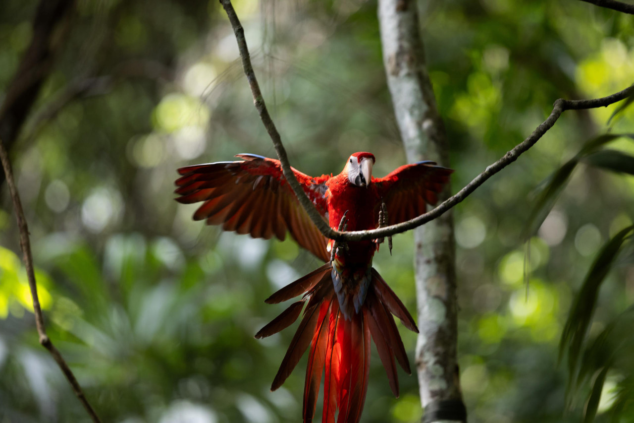 Guacamaya roja. Foto: EFE.