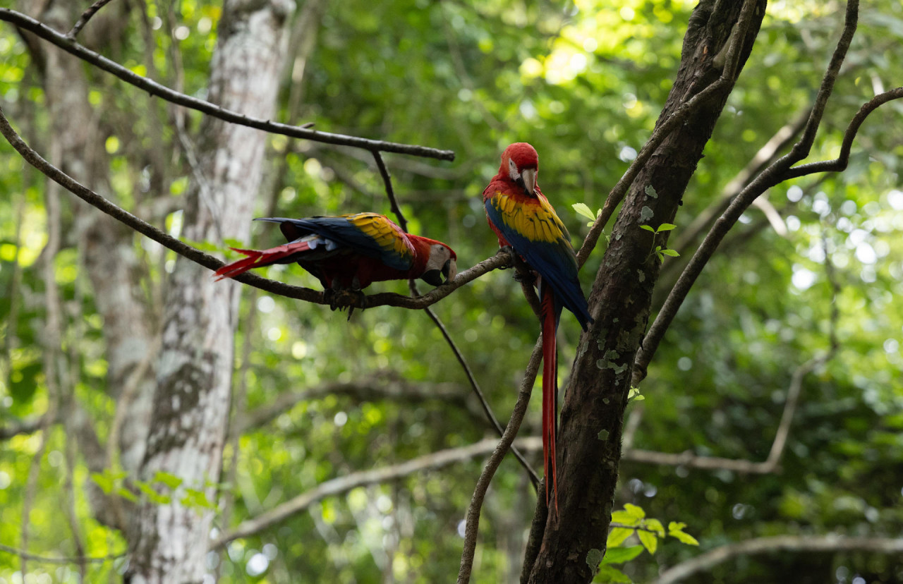 Guacamaya roja. Foto: EFE.