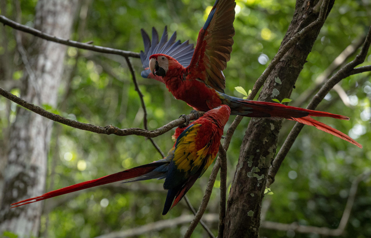 Guacamaya roja. Foto: EFE.