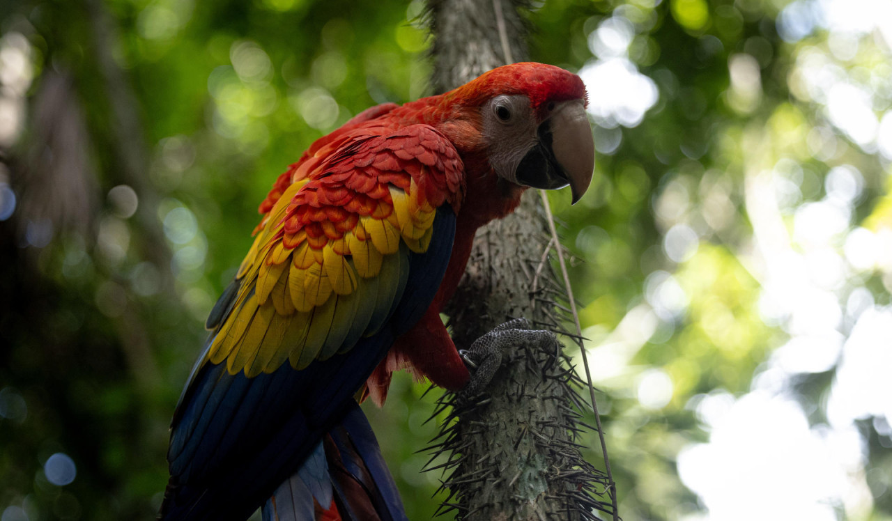 Guacamaya roja. Foto: EFE.