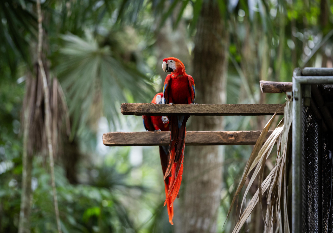 Guacamaya roja. Foto: EFE.