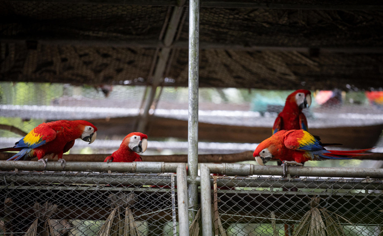 Guacamaya roja. Foto: EFE.