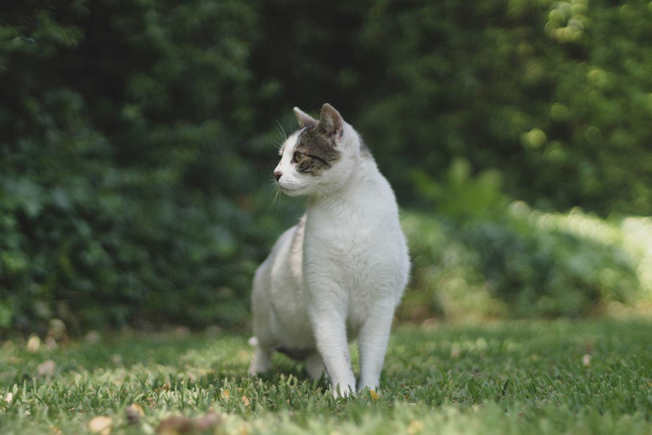 Gato. Foto: Unsplash.