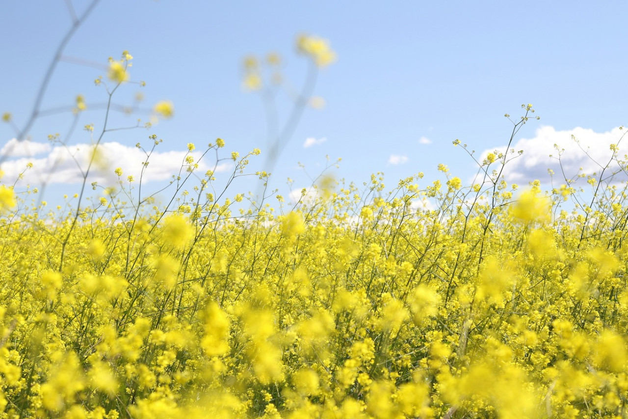 Primavera. Foto: Unsplash.